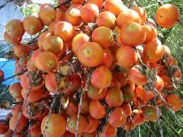 Uso popular e medicinal da árvore butiazeiro