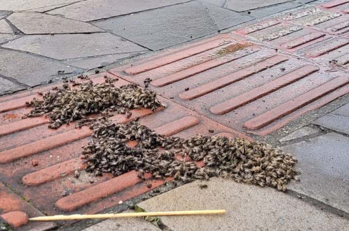 Enxame foi encontrado morto na Rua Aratiba